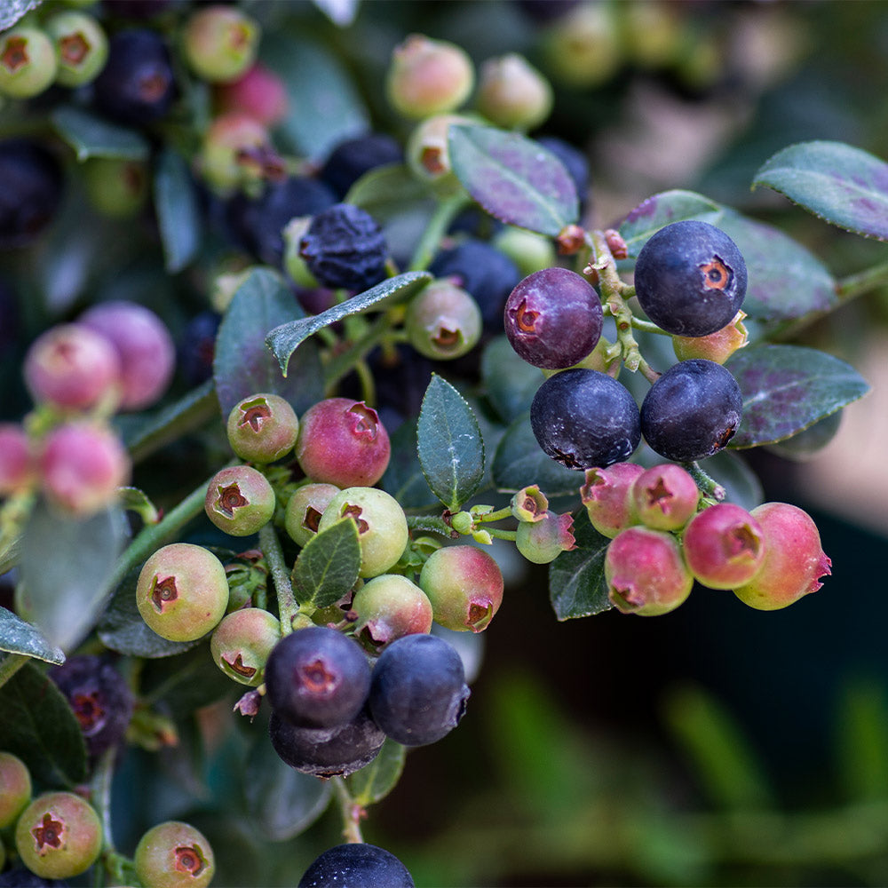 Blueberry Buckle® Blueberry Bush