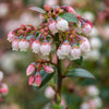 Blueberry Buckle® Blueberry Bush