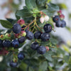 Blueberry Buckle® Blueberry Bush