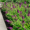 Blueberry Pie Butterfly Bush