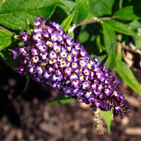 Blueberry Pie Butterfly Bush