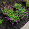 Blueberry Pie Butterfly Bush
