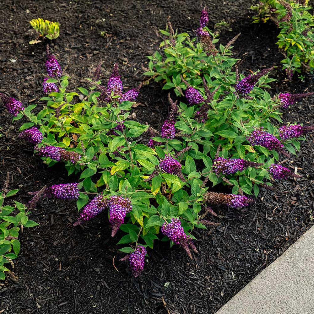 Blueberry Pie Butterfly Bush
