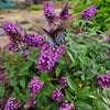 Blueberry Pie Butterfly Bush