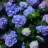Blushing Blues™  Hydrangea Bush