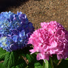 Garden District Blushing Blues™  Hydrangea Bush