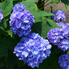 Garden District Blushing Blues™  Hydrangea Bush
