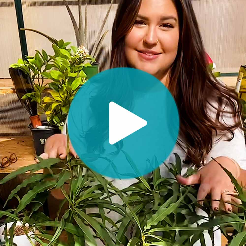 Bonanza Patio Peach Tree