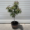 Bonfire Patio Peach Tree