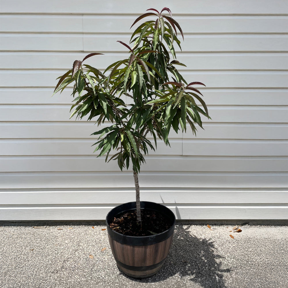 Bonfire Patio Peach Tree