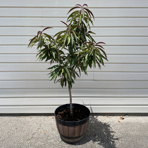 Bonfire Patio Peach Tree