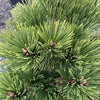 Iseli® Irish Bell Bosnian Pine Tree