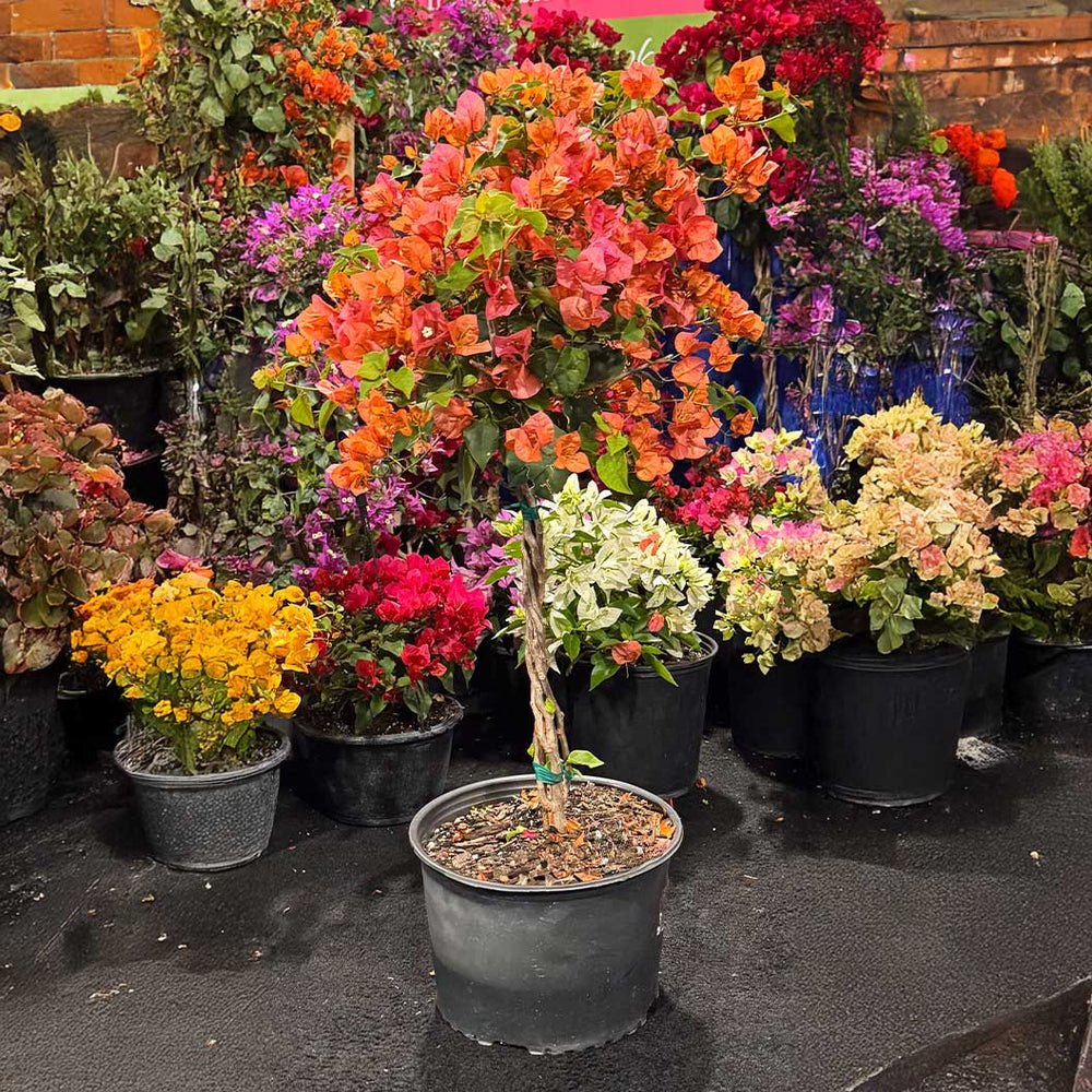 Sundown Orange Bougainvillea Tree