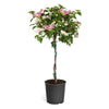 Thai Delight Bougainvillea Tree