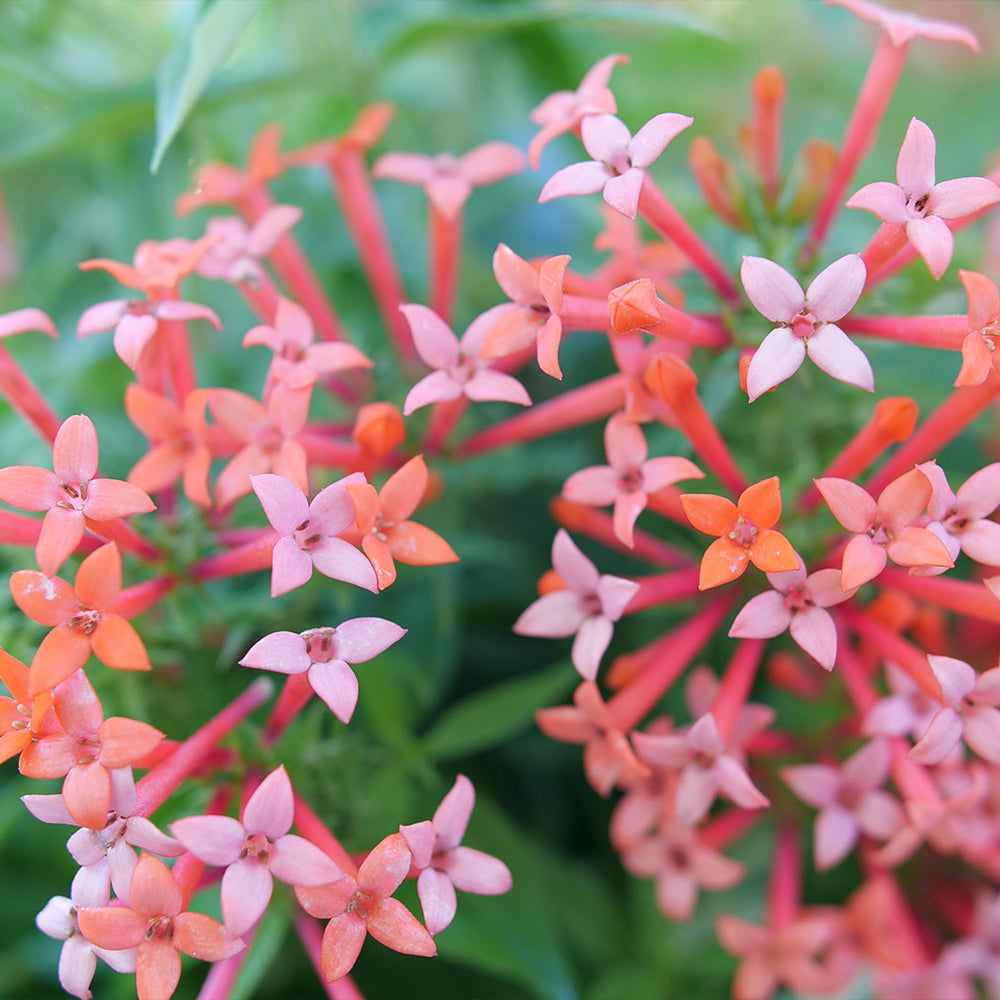 Proven Winners® Estrellita Little Star Firecracker Shrub