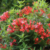 Proven Winners® Estrellita Little Star Firecracker Shrub