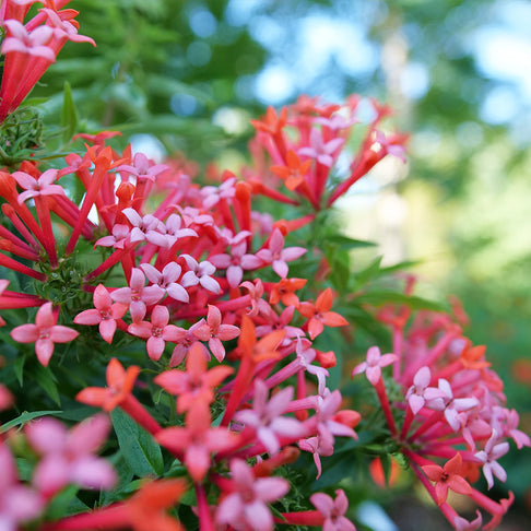 Proven Winners® Estrellita Little Star Firecracker Shrub