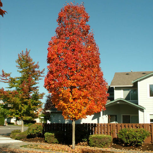Bowhall Red Maple Tree
