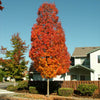 Bowhall Red Maple Tree
