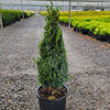 Green Mountain Boxwood Cone Shrub