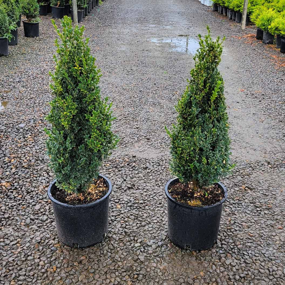Green Mountain Boxwood Cone Shrub