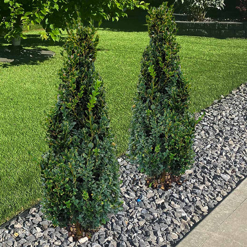 Green Mountain Boxwood Cone Shrub