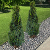 Green Mountain Boxwood Cone Shrub