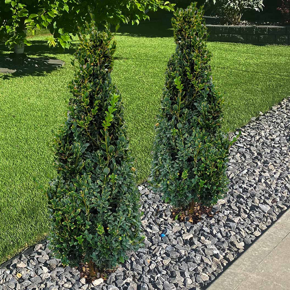 Green Mountain Boxwood Cone Shrub