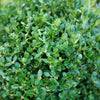 Proven Winners® Neatball® Boxwood Shrub