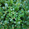Proven Winners® Neatball® Boxwood Shrub