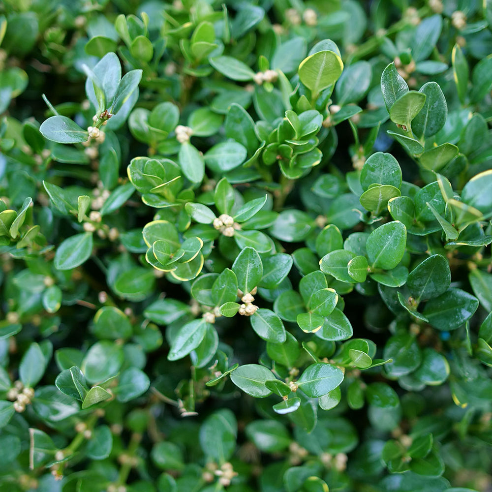 Proven Winners® Neatball® Boxwood Shrub