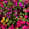 Multi-Color Bougainvillea Tree