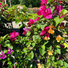 Multi-Color Bougainvillea Tree