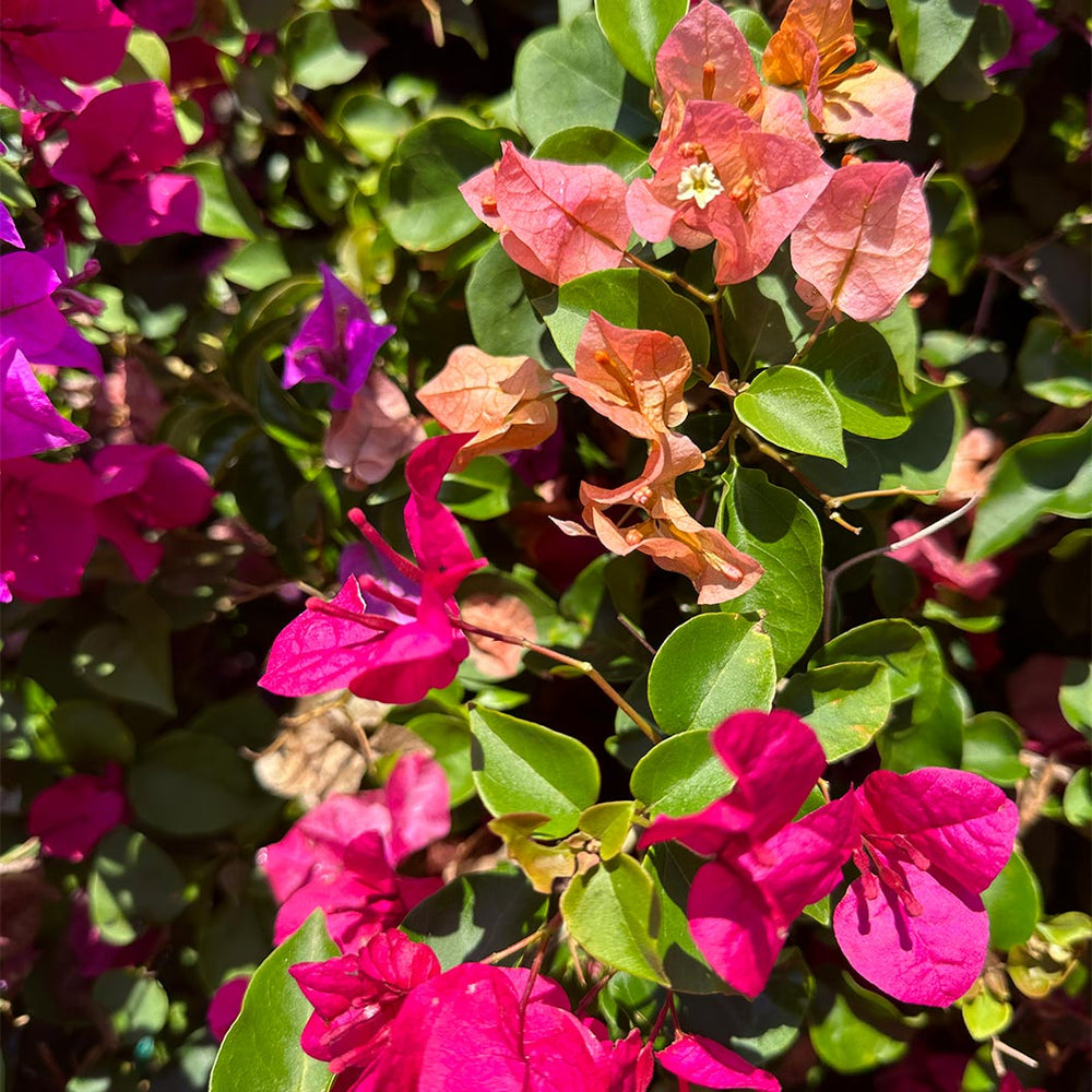 Multi-Color Bougainvillea Tree