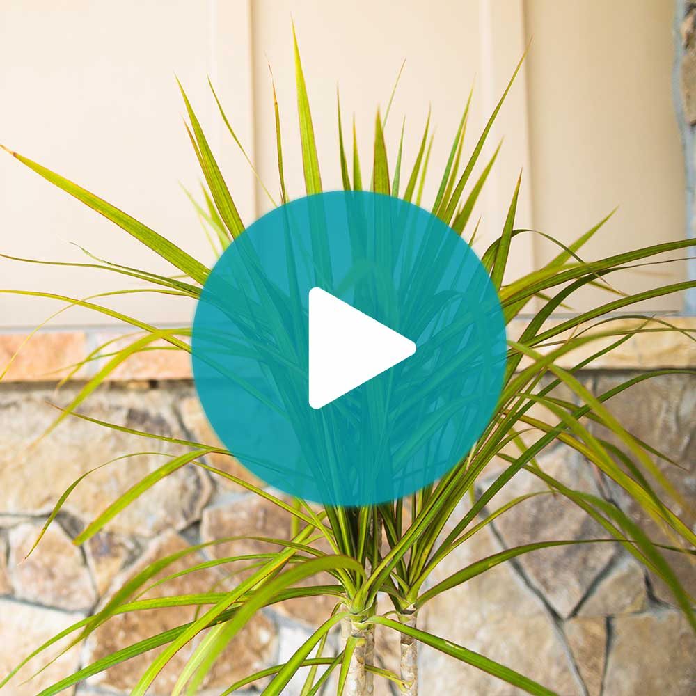 Braided Madagascar Dragon Tree