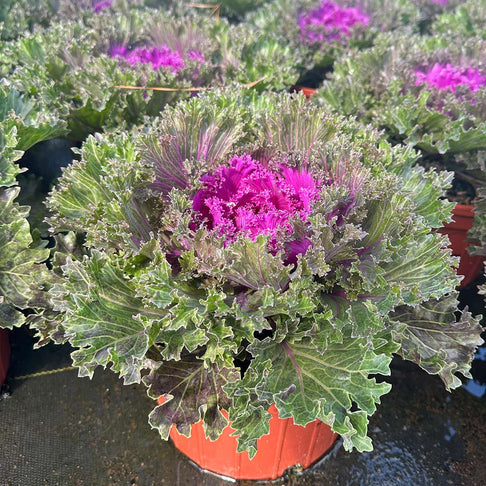 Glamour Red Ornamental Kale