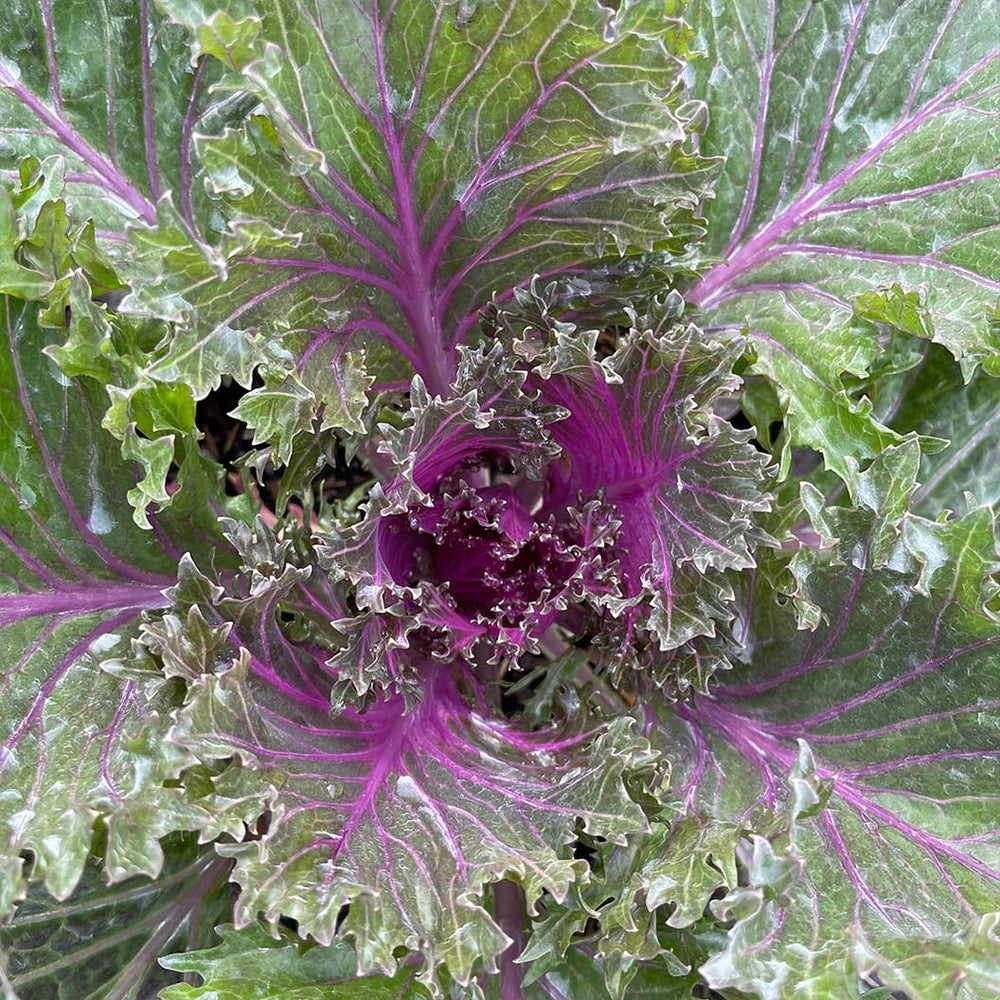 Glamour Red Ornamental Kale