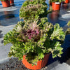 Glamour Red Ornamental Kale