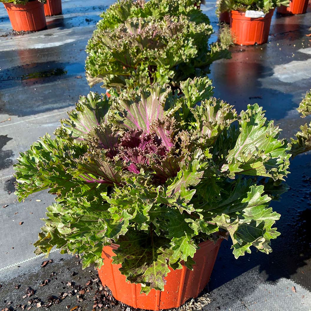 Glamour Red Ornamental Kale