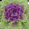 Glamour Red Ornamental Kale