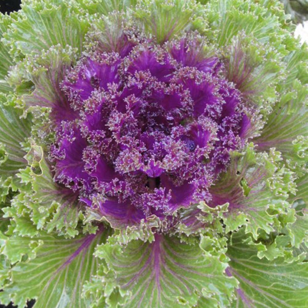 Glamour Red Ornamental Kale