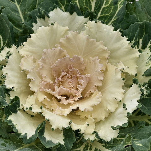 ‘Osaka White’ Ornamental Cabbage