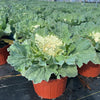 ‘Osaka White’ Ornamental Cabbage