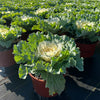 ‘Osaka White’ Ornamental Cabbage