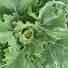 ‘Osaka White’ Ornamental Cabbage