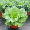 ‘Osaka White’ Ornamental Cabbage