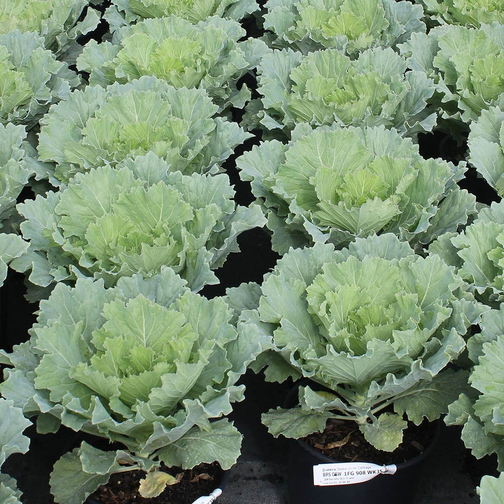 ‘Osaka White’ Ornamental Cabbage