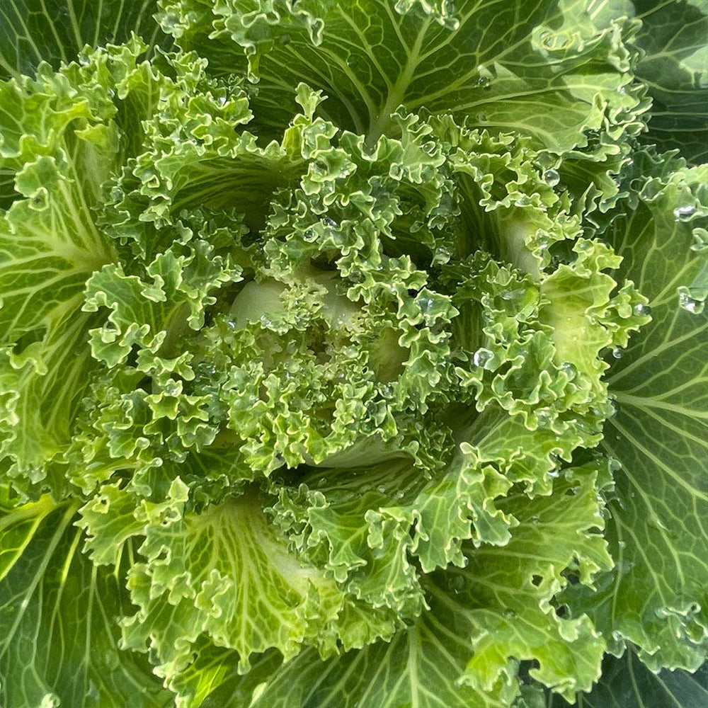 White Kamome Ornamental Kale