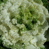 White Kamome Ornamental Kale
