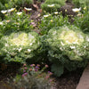 White Kamome Ornamental Kale